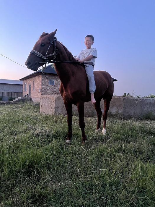 Лошади/Донен сатлымга