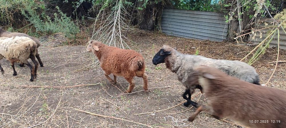 Продам баран в количестве 5 штук.