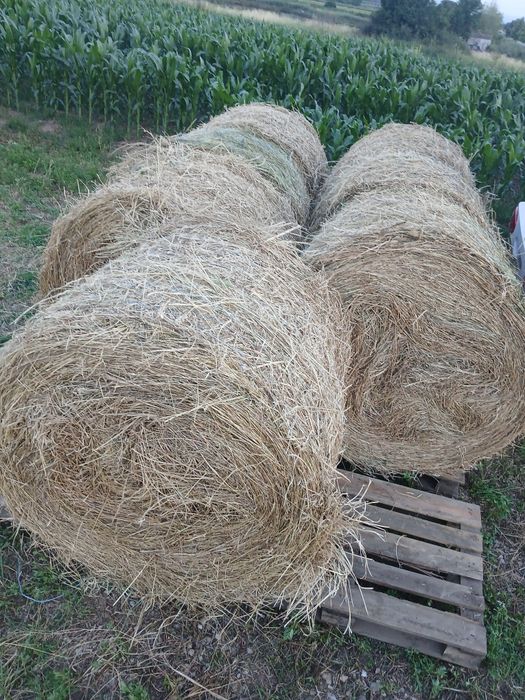Vand 7 baloti lucerna de 120×120 la 250lei buc