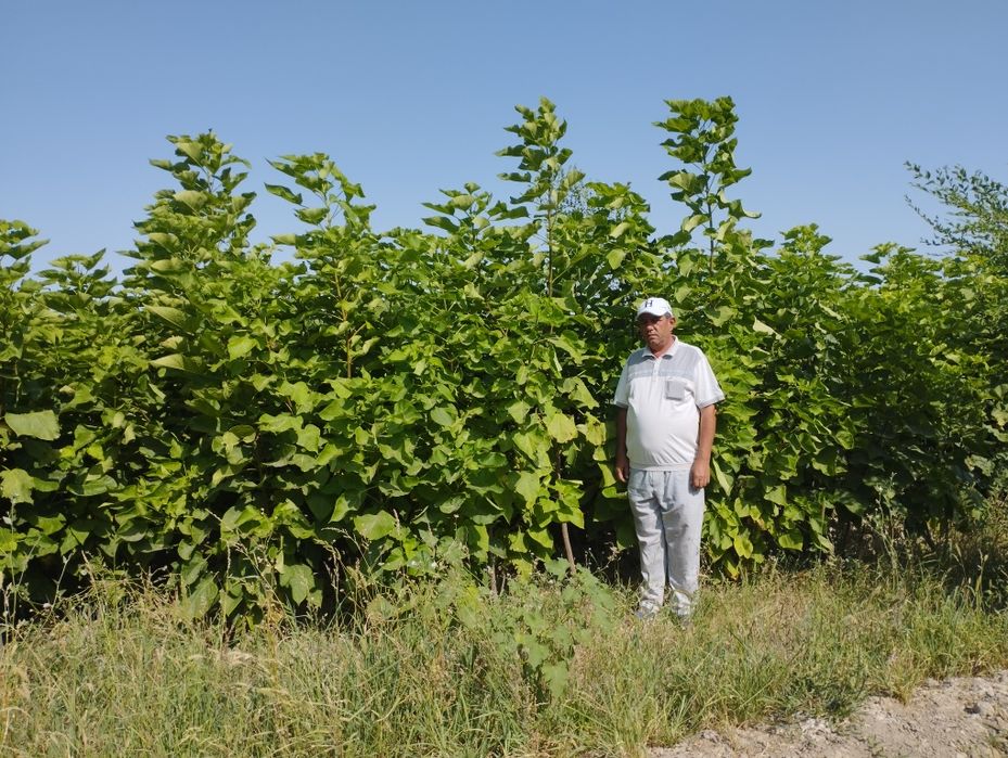 Manzarali daraxt koʻchatlari sotiladi