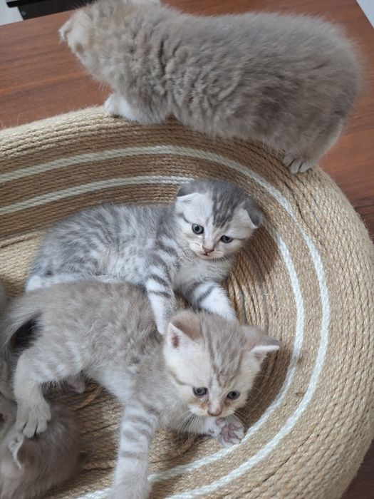 Продаем милых котят