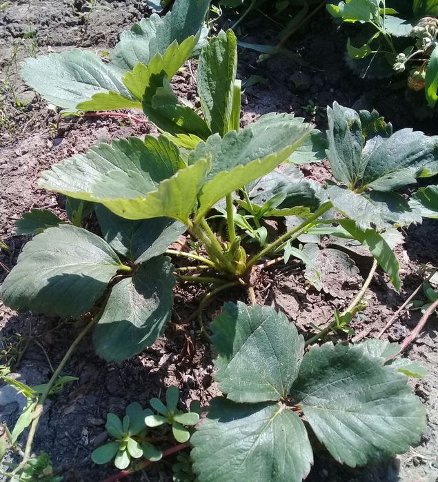 Саженцы клубники в продаже