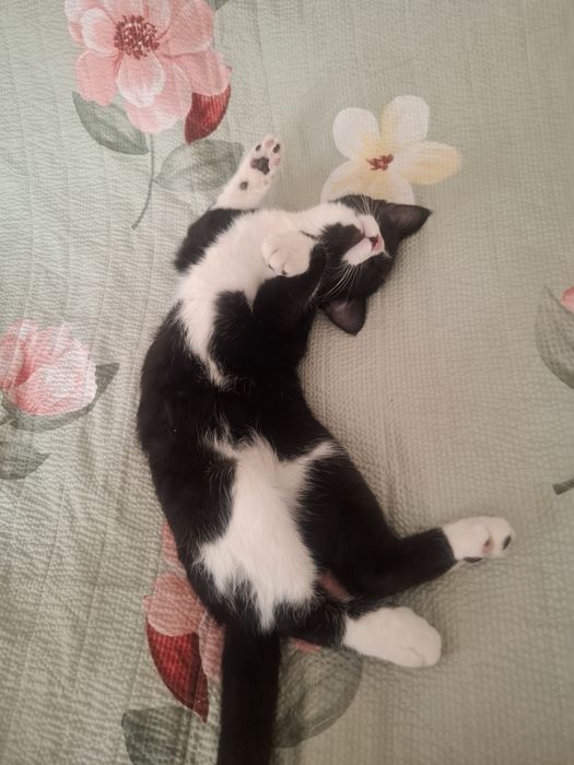 Милый котик ищет новый дом