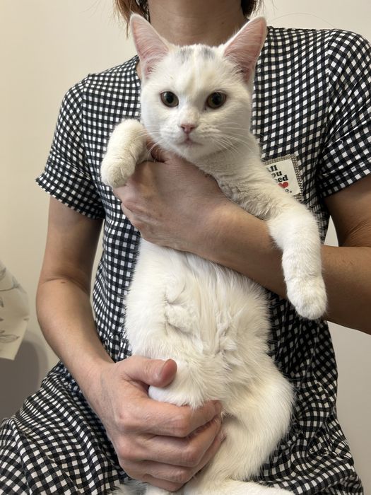 Отдам котенка, девочка