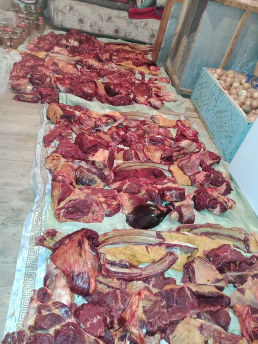 Продам мясо конина