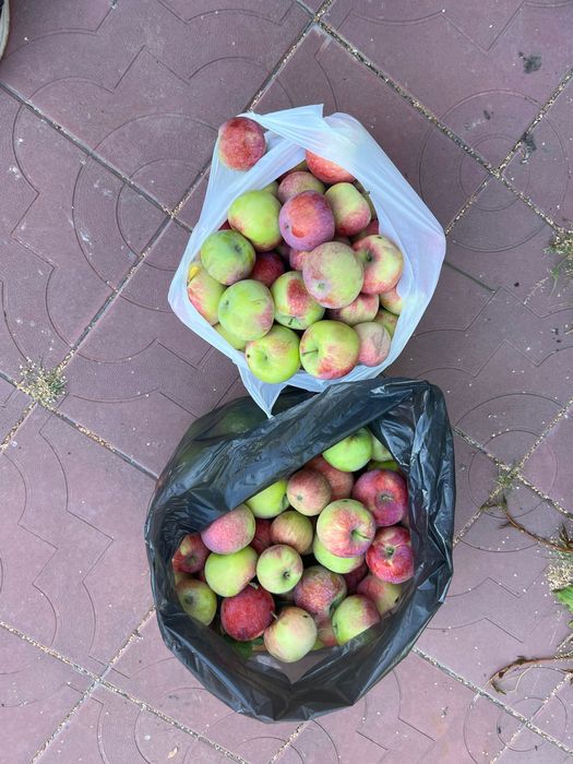 Продам сочные дачные свежие яблоки