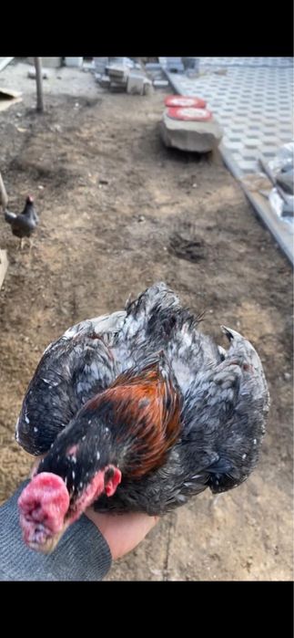 Ко Шамо, пепельный, мрамор