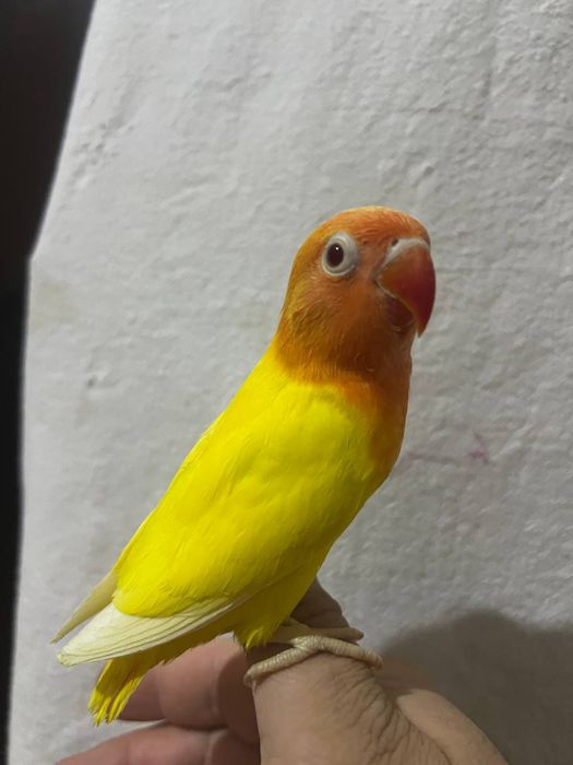 Ruchnoy popugay sotiladi