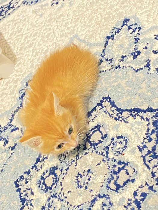 Отдам котенка в добрые руки