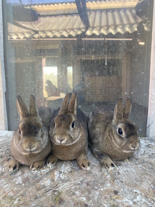 Iepuri rex pitic si castor rex pitic