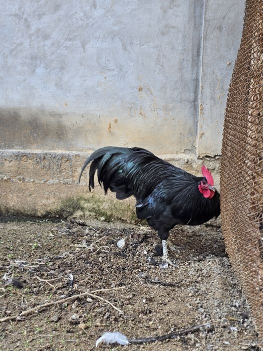 Австролорп-Avstrolorp