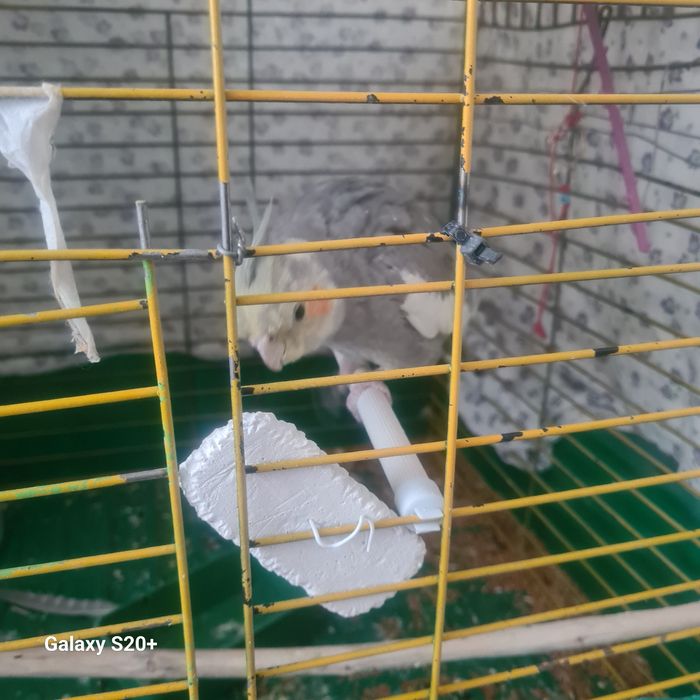 Продам попугаи Корелло очень кросивы сомец