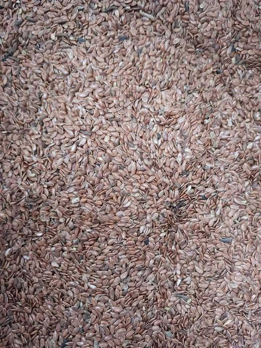 samanta de in de primavara