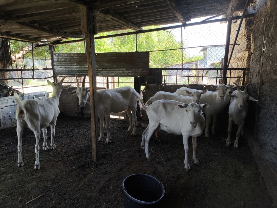 Зааненская, сүтті ешкілер