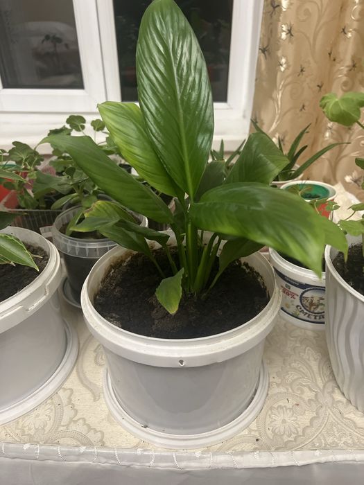 Комнатные цветы Разных сортов