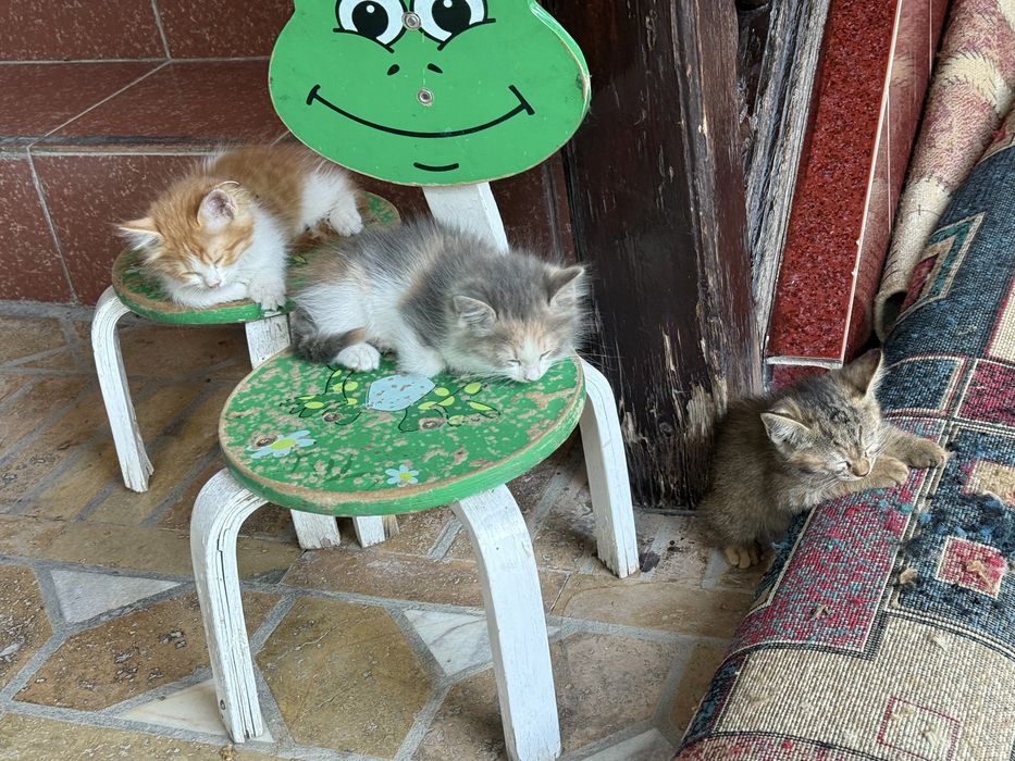 Отдам даром котят