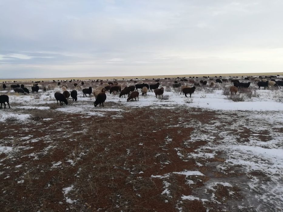 Бараны и офцы…….