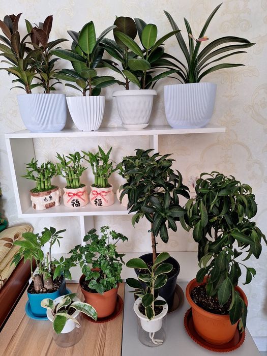 Комнатные растение