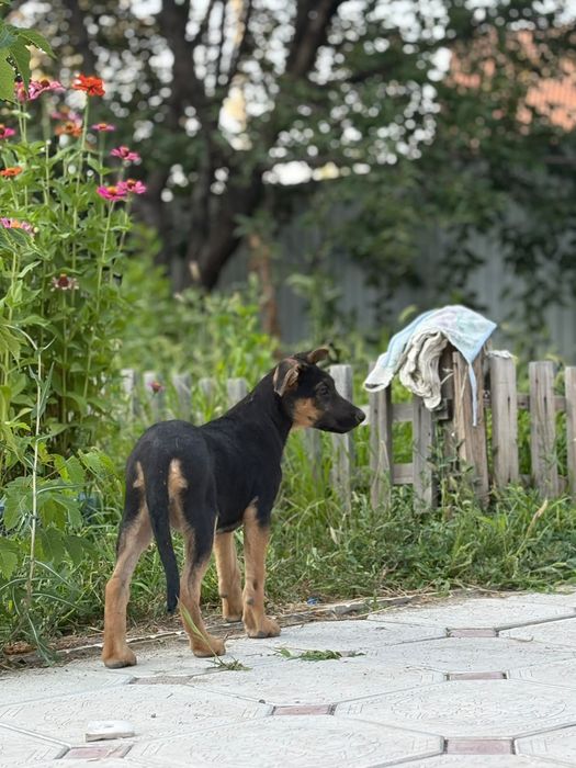 Немецкий овчарка 4 месяц продам