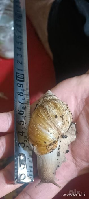 Ахатина улитка 3 см дан 10 см гача