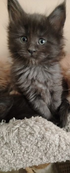 Котята породы Мейн-кун