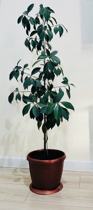 Фикус Бенджамино