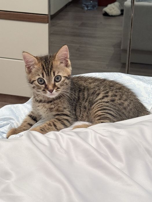 Мысық сатылады(еркек)