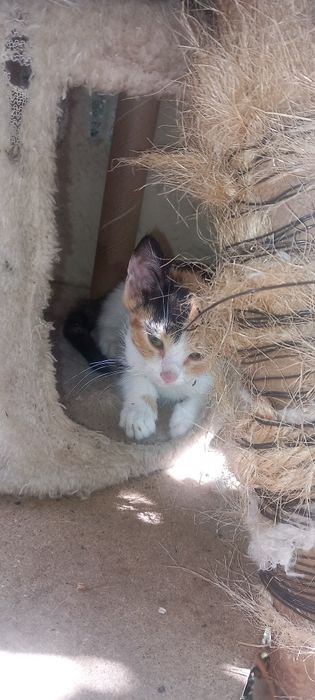 Подарявам Котенца
