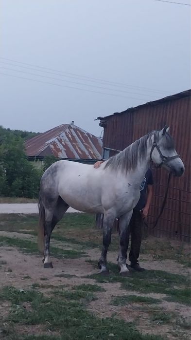 Продам Мерина 7 лет, обучен вкруг