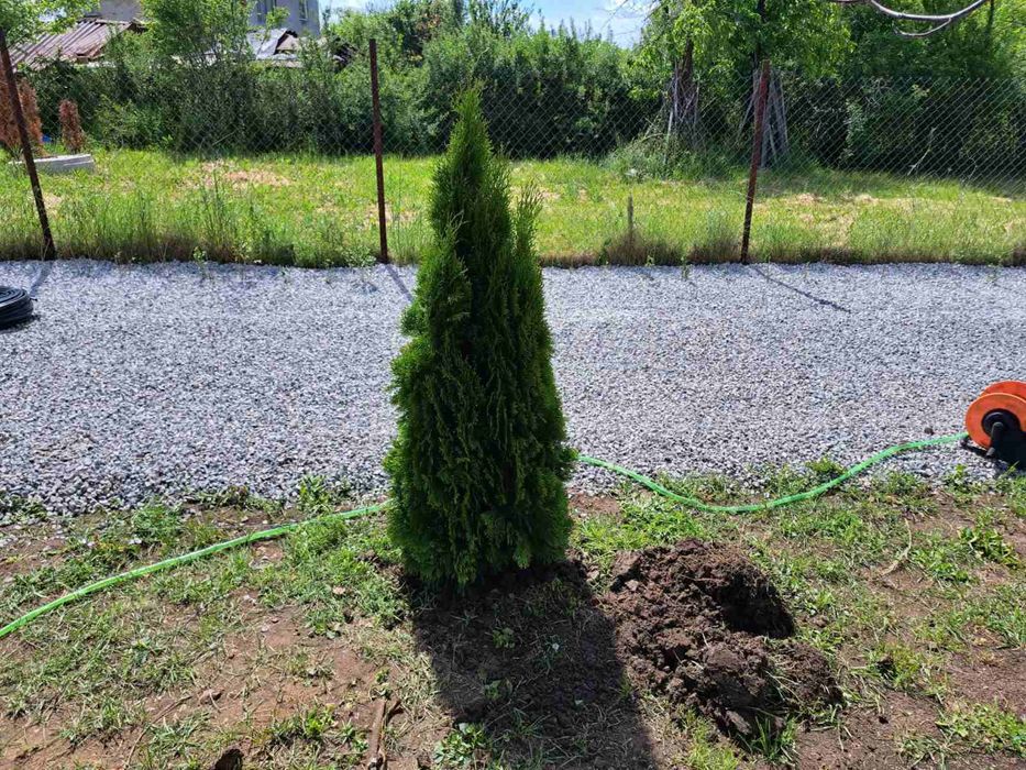 Западна туя смарагд от 0,50м до 2,50м Фастигиата 1,50м