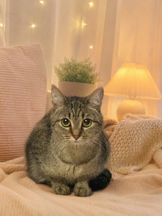 Кошечка в добрые руки