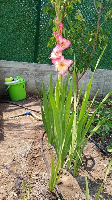 Луковици на гладиоли