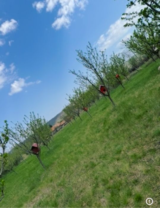 Teren 1500mp cu livada de pruni pe rod si panorama
