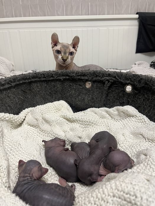 Котята сфинс эльф бронь