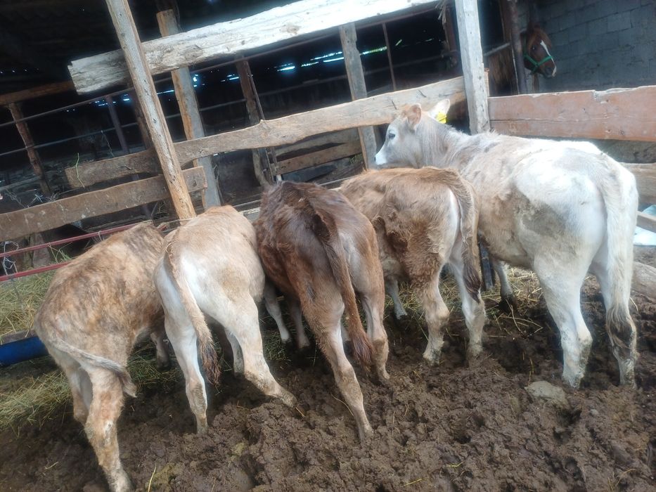 Бұзаулар сатылады