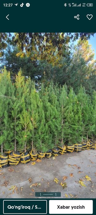 Eldariski sasna archalar