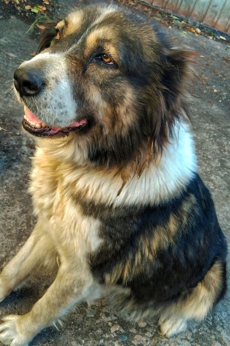 Отдам в добрые руки