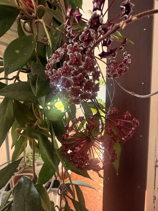 Комнатные растентя Цветы филодендрон хоя