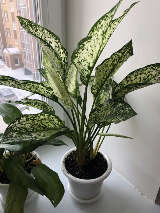 Цветы для дома.