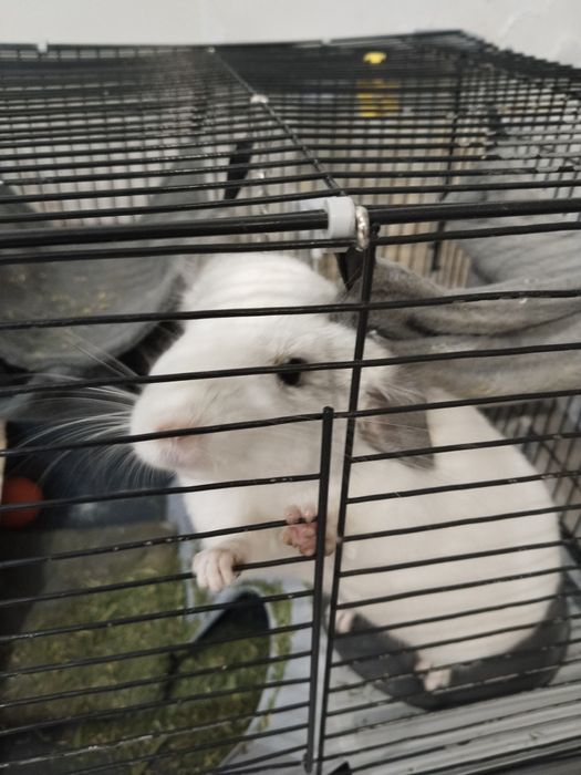Продаётся шиншилла с клеткой
