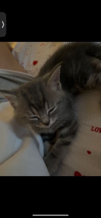 Милая британская кошечка