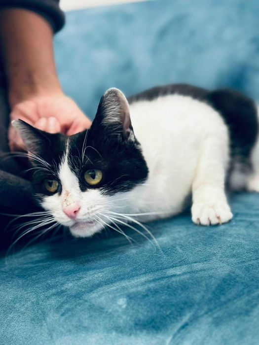 Коте Кари търси дом