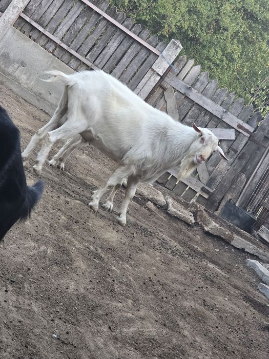 Vând  Țap Saanen