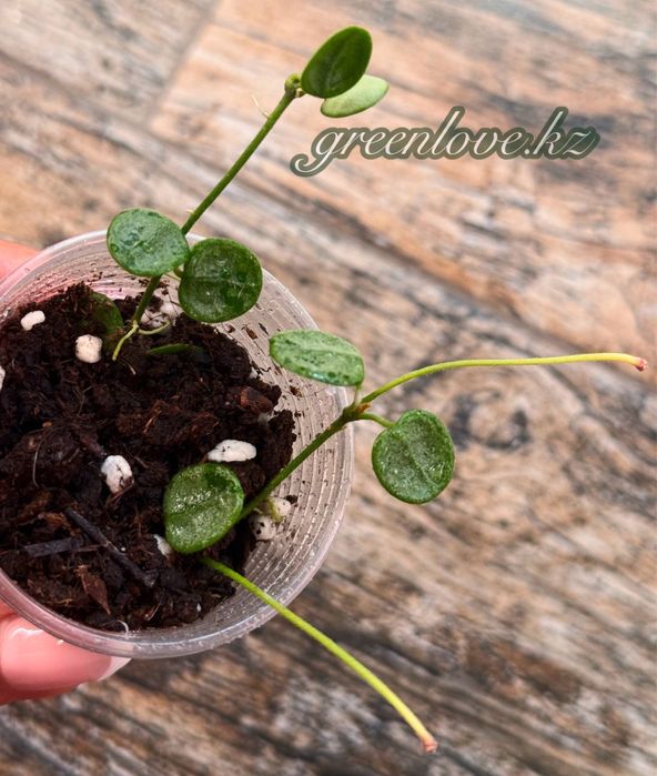 Коллекционные хойи разных сортов