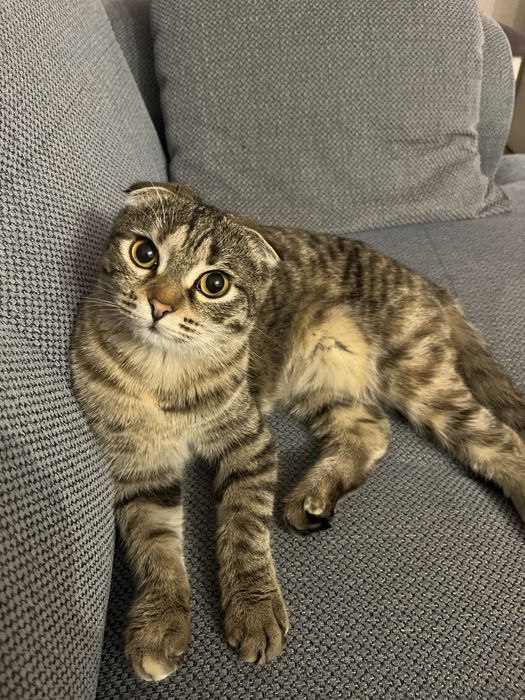 Отдам в хорошие руки кошку