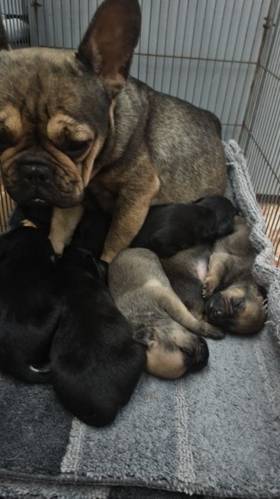 Продам щенков французского бульдога метисы !