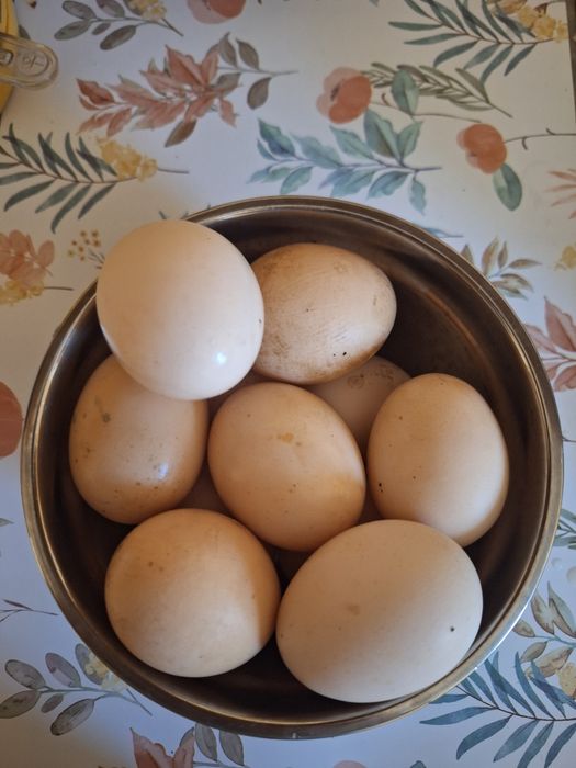 Vând ouă de găină 1,50 !