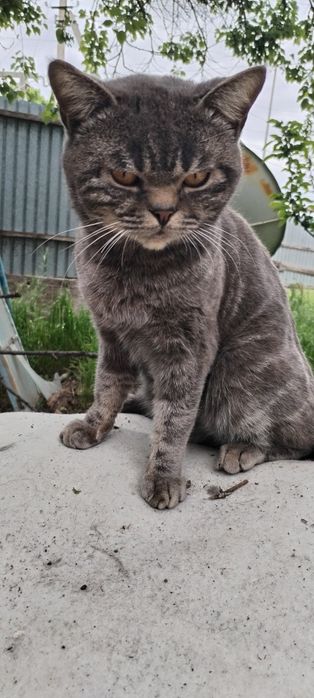 Котята для брони 3 девочки 1 мальчик