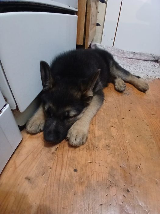 Немецкая овчарка