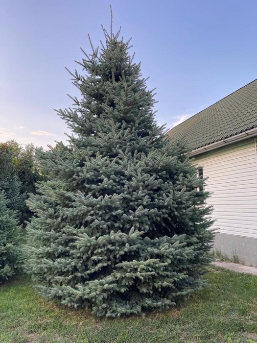 Голубая Ель